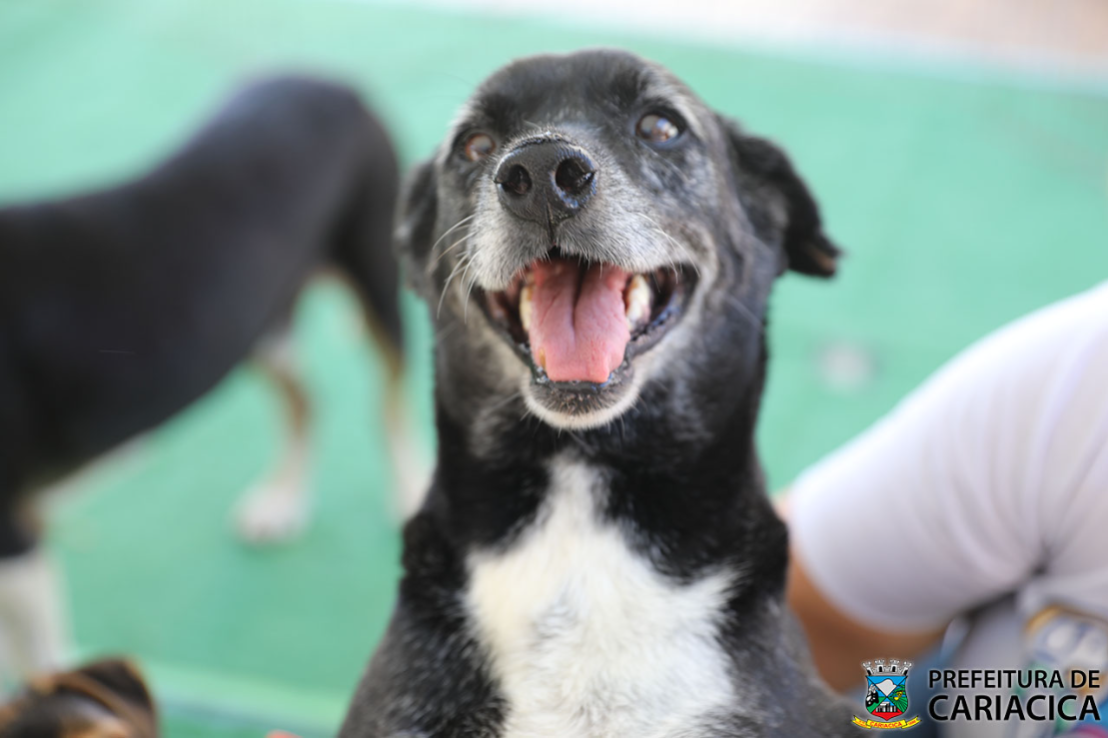 Cãovite especial: feira de adoção na praça de Campo Grande neste sábado (18)
