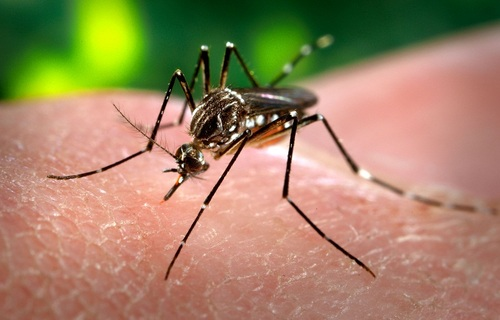 Mutirão contra a dengue mobiliza bairros de Cariacica nesta quinta (28) e sexta (29)