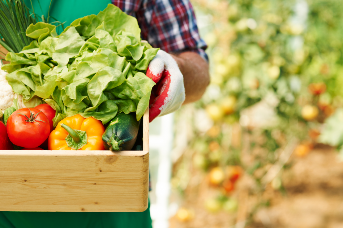 Prefeitura abre chamamento público para aquisição de alimentos da agricultura familiar