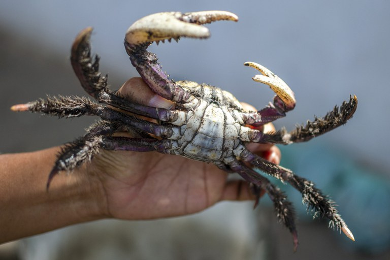 Notícia Primeiro período de andada do caranguejo-uçá começa nesta sexta-feira (12)